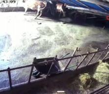 Sivas&rsquo;ta ahır &ccedil;&ouml;kt&uuml;, o anlar g&uuml;venlik kamerasına yansıdı