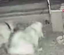 Sokak k&ouml;pekleri, sahipli k&ouml;peği par&ccedil;aladı