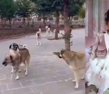 Sokak k&ouml;peklerinin saldırısında &ouml;len minik Rana davasında yeni gelişme! 