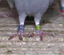 Adana&rsquo;da kaybolan damızlık g&uuml;vercin i&ccedil;in 75 bin lira &ouml;d&uuml;l