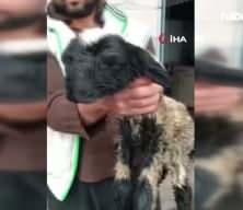  &Ccedil;ift başı ve 4 g&ouml;z&uuml; ile doğan kuzu yaşama tutundu