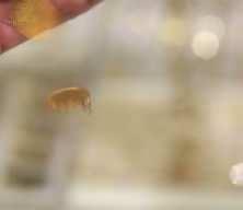 Altın S1 sertifikası y&uuml;zde 5'lik d&uuml;ş&uuml;şe ulaştı