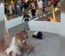 Meksika'da kzıgın boğa dehşet sa&ccedil;tı! Yakaladığı kadını havaya fırlattı