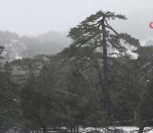 Meteoroloji 12 il i&ccedil;in alarm verdi: Kuvvetli kar geliyor!