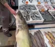 Balık değil dev sanki: Tanesi, tam altından pahalı!