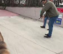 Samsun'da sokaklar temizleniyor: Başıboş k&ouml;pekler barınağa g&ouml;t&uuml;r&uuml;ld&uuml;