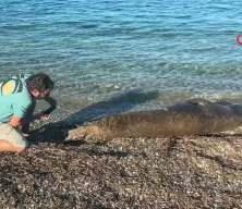 Bodrum sahilinde s&uuml;rpriz misafir: Akdeniz foku kıyıya &ccedil;ıktı