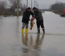 7 kiloluk balık ayaklarına geldi! Edirne'de tarlada balık yakaladılar