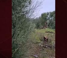 Bakan Yumaklı'dan CHP'nin zeytin ağacı katliamına tepki!