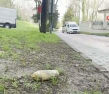 Bursa'da piknik yaparken buldu: M&uuml;zeye getirince ortalık karıştı
