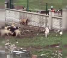 Diyarbakır'da sokak k&ouml;pekleri başka bir k&ouml;peği par&ccedil;alamaya &ccedil;alıştı!