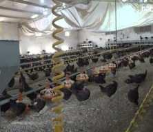 Kişi başına d&uuml;şen yumurta &uuml;retimi 15 adet azaldı