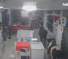 Batman'da sahibinden ka&ccedil;an ineklerin bir iş yerine girdiği anlar kamerada