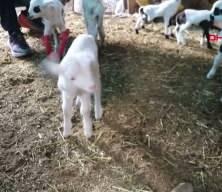 Denizli'de besiciler g&ouml;rd&uuml;ğ&uuml; manzara karşısında sevin&ccedil;ten havalara u&ccedil;tu!