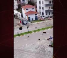 Okul yolunda k&ouml;pek ter&ouml;r&uuml;! Aileler sorumlusu kim olacka diye  sordu