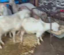 Manisa'da dereler taştı; tarım arazileri su altında kaldı