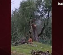 Milas&rsquo;ta zeytin skandalı: CHP&rsquo;li başkan istifa etti