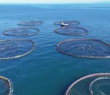 Ordu&rsquo;da 6 bin ton balık &uuml;retildi, T&uuml;rk somonu ihra&ccedil; ediliyor