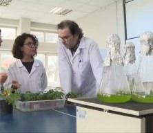 Ay ve Mars toprağında domates yetiştirme deneyi