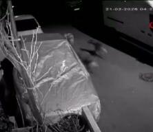 Başıboş k&ouml;pek dehşeti kamerada: Kediyi par&ccedil;aladılar