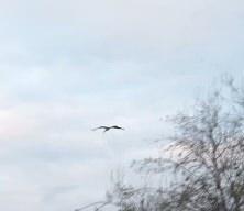 Eşi Nazlı sanılmıştı, Yaren &ccedil;ıktı: 15. yılında da Adem amcanın kayığına kondu