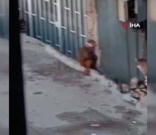 Fikirtepe'de bulundurulması yasaklı maymun t&uuml;r&uuml; yakalandı