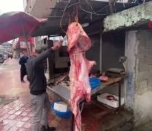 98 kilogram ağırlığında: Dev yayın balığı tezgahta ilgi odağı oldu