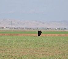 iran: T&uuml;rkiye topraklarına f&uuml;ze atılmadı, T&uuml;rkiye'nin egemenliğine saygılıyız dedi