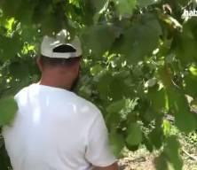 Karadeniz fındığı d&uuml;nyayı sarıyor: 87 &uuml;lkeye 389 milyon dolarlık dev ihracat