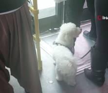 Metrob&uuml;ste koltuk oturan k&ouml;pek, sosyal medyada tartışma konusu oldu!