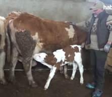 Plazalardan sıkıldı k&ouml;y&uuml;ne d&ouml;nd&uuml;: 40 hayvanla başladı servete b&ouml;yle ulaştı