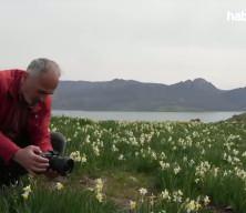 Adıyaman'da "baharın habercisi" nergisler &ccedil;i&ccedil;ek a&ccedil;tı
