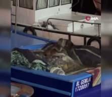 Bursa'da teknesinde buldu: Kendisi bile inanamadı!
