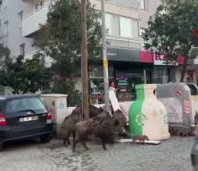 İzmir'de domuz alarmı!