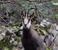 T&uuml;rkiye&rsquo;de en d&uuml;ş&uuml;k rakımda sadece G&uuml;m&uuml;şhane&rsquo;de g&ouml;r&uuml;l&uuml;yor