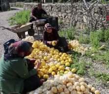 Dalında 20, kuruyunca 65 TL'den satılıyor