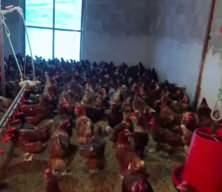 Ev kiraları şehirden ka&ccedil;ırdı, k&ouml;yde "gezen tavuk" &ccedil;iftliği kurdu