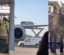 Katar&rsquo;da bulunan 147 yarış atı, savaştan etkilenmemeleri i&ccedil;in acilen tahliye edilmiş