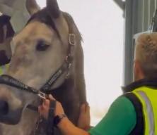 Mahsur kalan y&uuml;zlerce yarış atı Bel&ccedil;ika&rsquo;ya ulaştırıldı