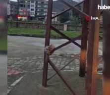 Sevimli baykuş sokak direğinde uyuya kaldı