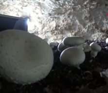 2 bin yıllık tarihi mağarada mantar &uuml;retim tesisi kurdu