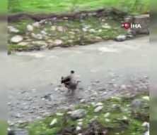 Siirt'te dereye d&uuml;şen buzağı polis tarafından kurtarıldı