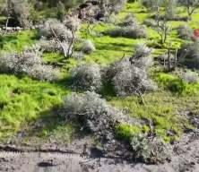 Aydın&rsquo;da akılalmaz &ouml;fke: Y&uuml;zlerce zeytin ve incir ağacını kestiler