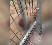 Bucak Belediyesi Sokak Hayvanları Bakımevi ve Rehabilitasyon Merkezi'nde feci g&ouml;r&uuml;nt&uuml;ler