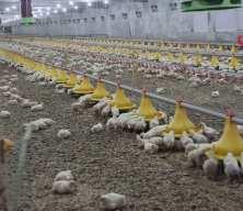 Devlet desteğinden faydalanan &uuml;retici ikinci &ccedil;iftliğini a&ccedil;tı 