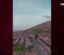 Elazığ'da kayısı &ccedil;i&ccedil;ekleriyle bahar senfonisi: Doğada g&ouml;rsel ş&ouml;len başladı