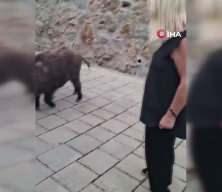 G&ouml;r&uuml;nt&uuml;ler Muğla'dan: Safiye Solmaz kapısına gelen domuzu besledi