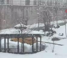 Hakkari'de hava koşulları nedeniyle okullar tatil edildi