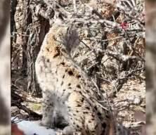 K&ouml;y&uuml;n i&ccedil;erisine giren vaşak g&ouml;r&uuml;nt&uuml;lendi