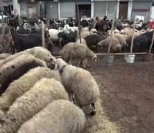 Kurbanlık piyasası hareketlendi: Fiyatlar netleşiyor